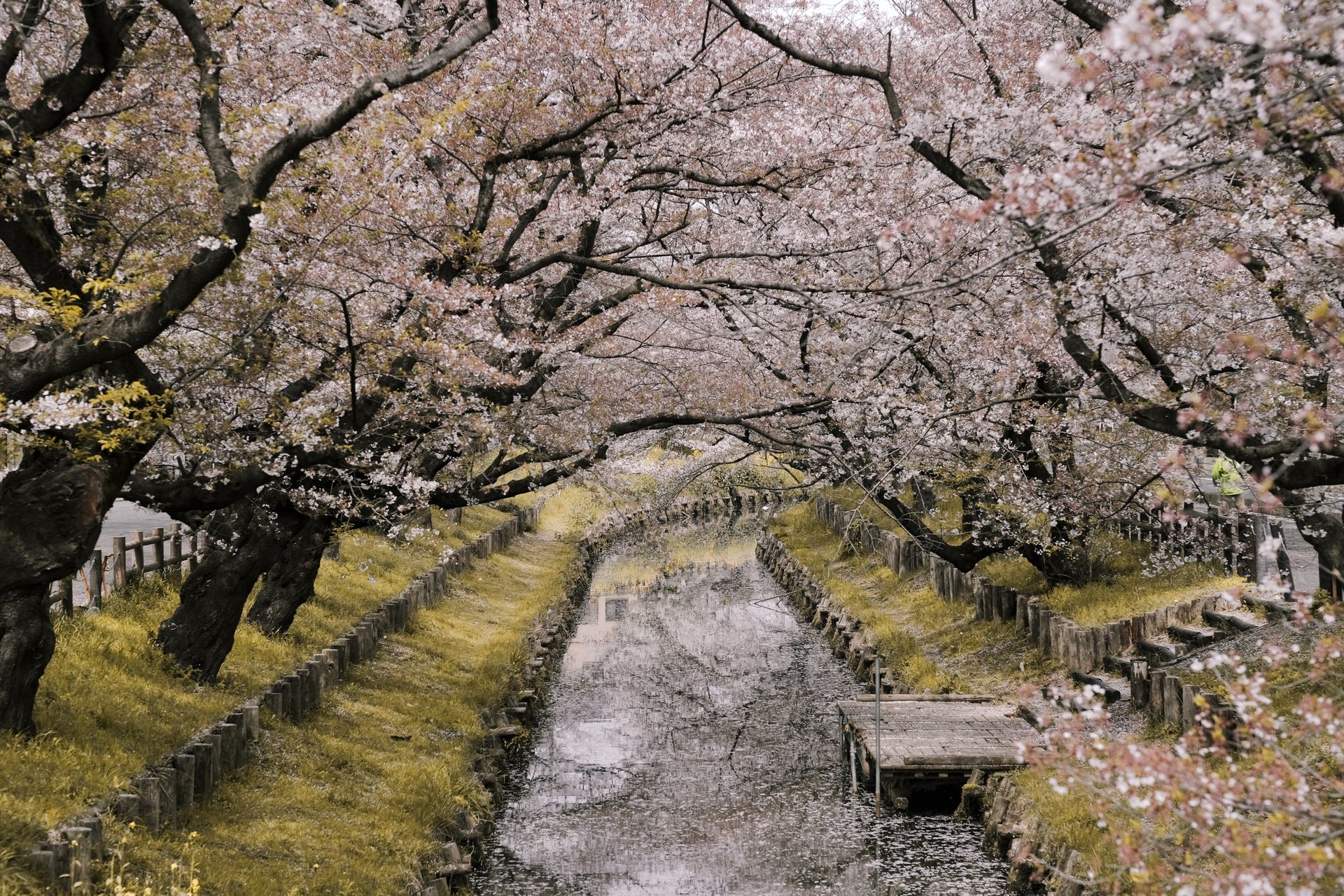 Cherry blossoms over a Tokyo street